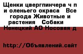 Щенки цвергпинчера ч/п и оленьего окраса - Все города Животные и растения » Собаки   . Ненецкий АО,Носовая д.